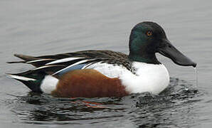 Northern Shoveler