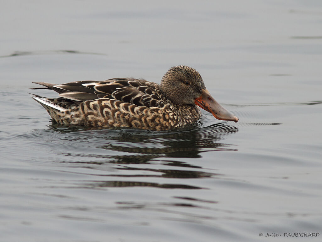 Canard souchet femelle adulte, identification