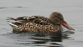 Canard souchet