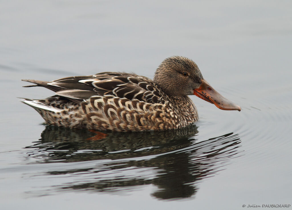 Canard souchet femelle, identification