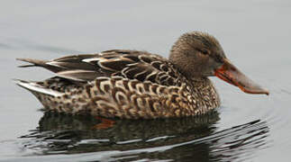 Northern Shoveler