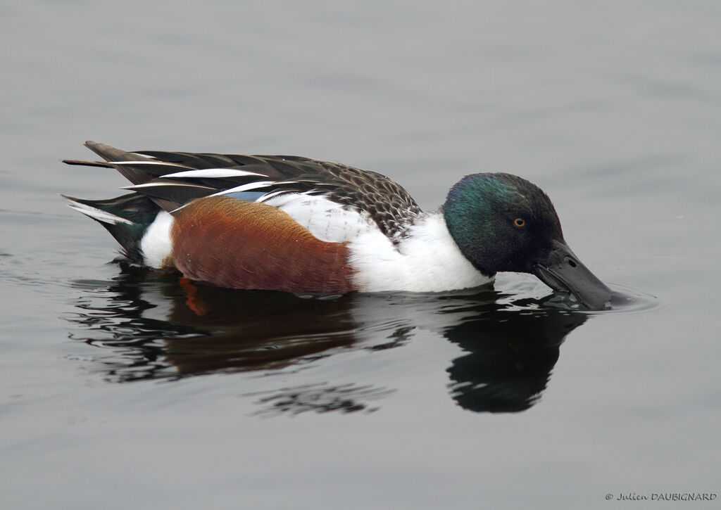 Canard souchet mâle adulte, identification