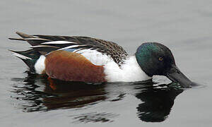 Northern Shoveler