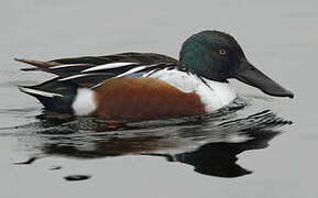 Northern Shoveler