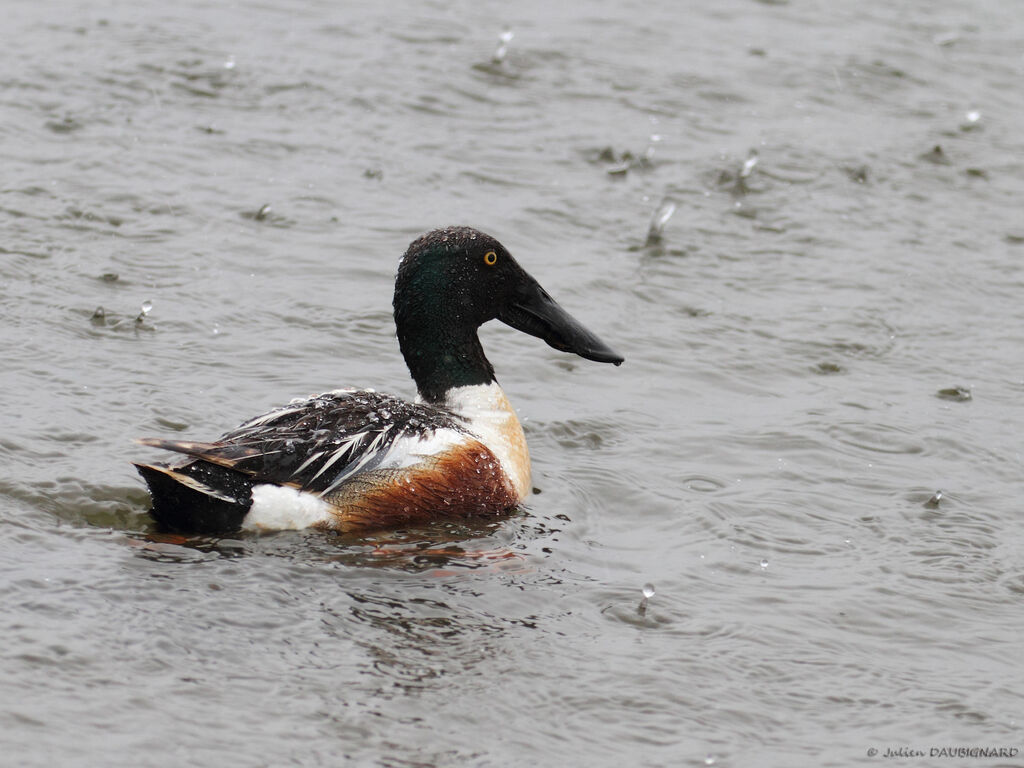 Canard souchet mâle, identification