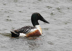 Northern Shoveler