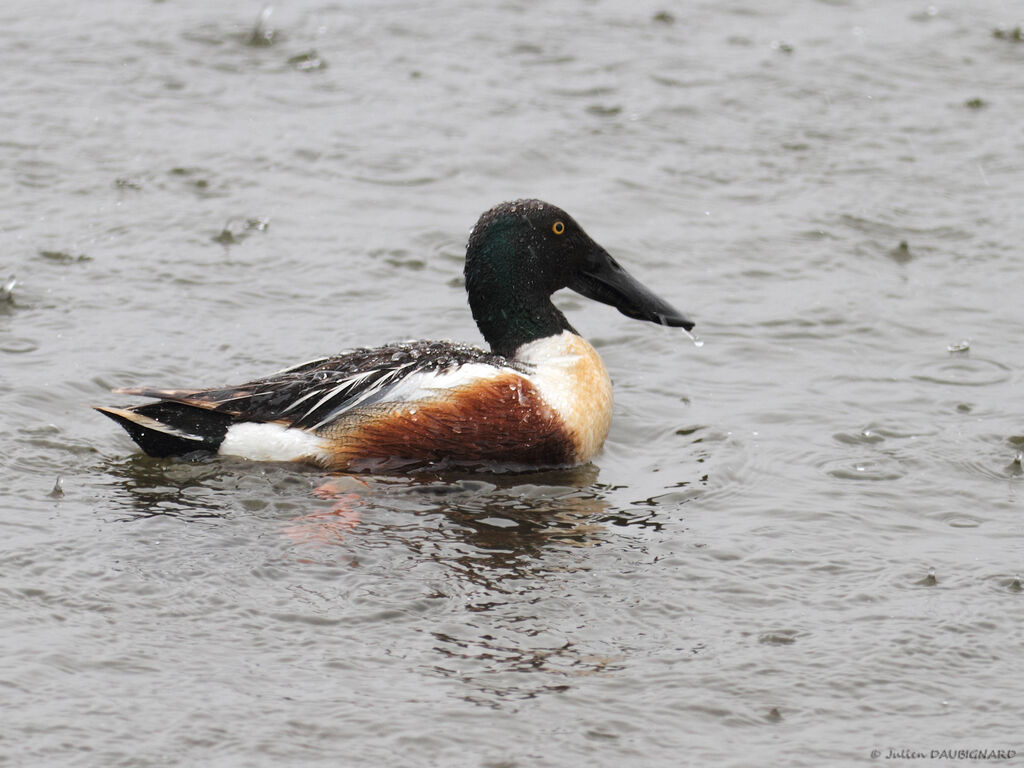 Canard souchet mâle, identification