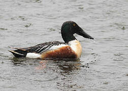 Northern Shoveler