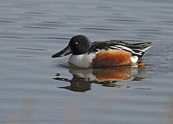 Canard souchet