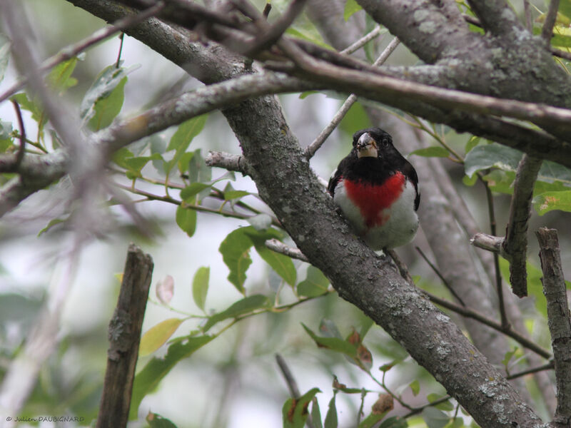 Cardinal à poitrine rose mâle, identification