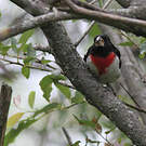 Cardinal à poitrine rose