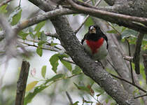 Cardinal à poitrine rose