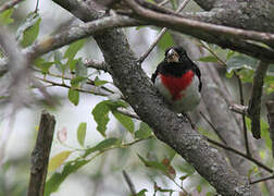 Rose-breasted Grosbeak