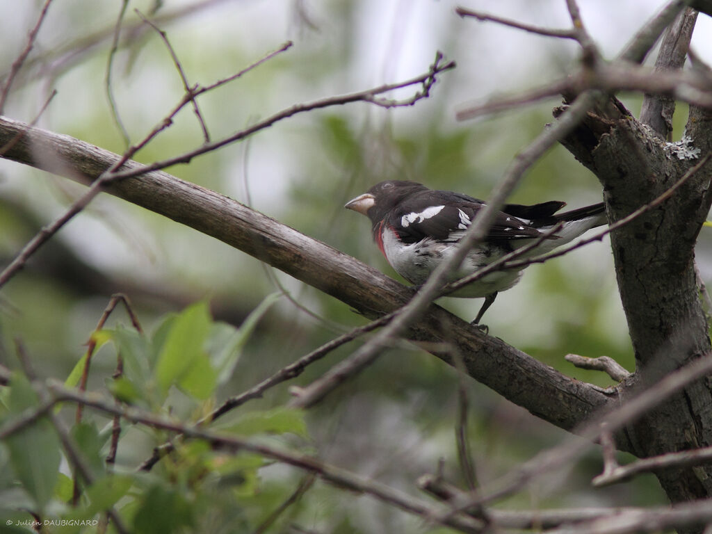 Rose-breasted Grosbeak male, identification