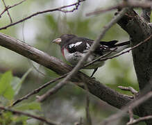 Rose-breasted Grosbeak