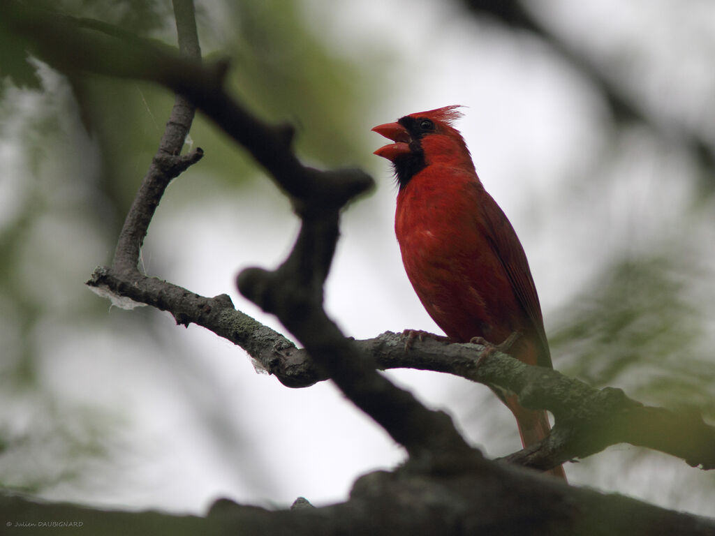 Northern Cardinal male, identification