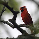 Cardinal rouge
