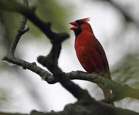 Cardinal rouge