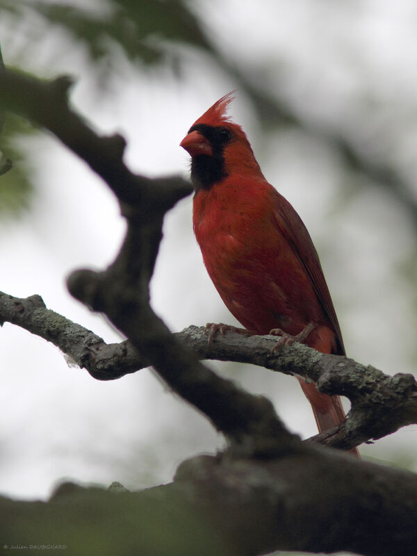 Cardinal rouge mâle, identification