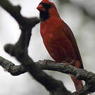 Cardinal rouge