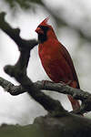 Cardinal rouge