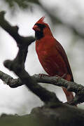 Northern Cardinal