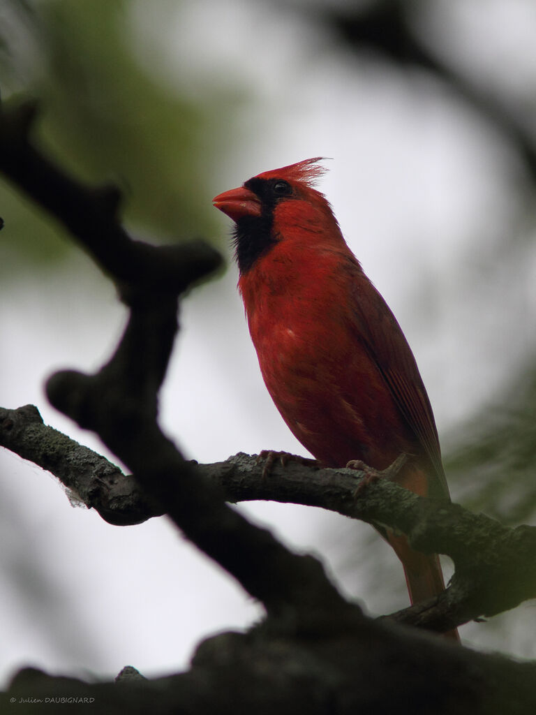 Cardinal rouge mâle, identification