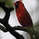Cardinal rouge