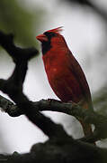 Cardinal rouge