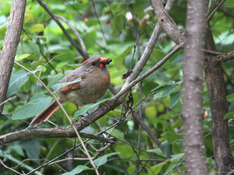 Cardinal rouge femelle, identification