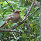 Cardinal rouge