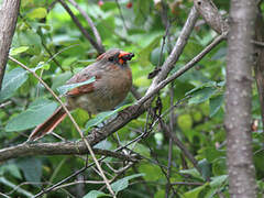 Northern Cardinal