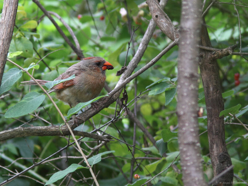 Cardinal rouge femelle, identification, mange