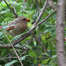 Cardinal rouge