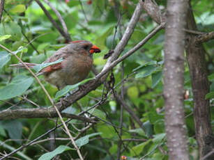 Cardinal rouge