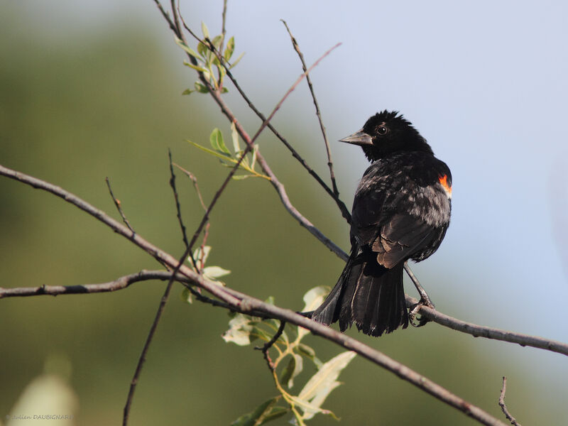 Red-winged Blackbird male, identification