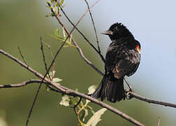 Red-winged Blackbird