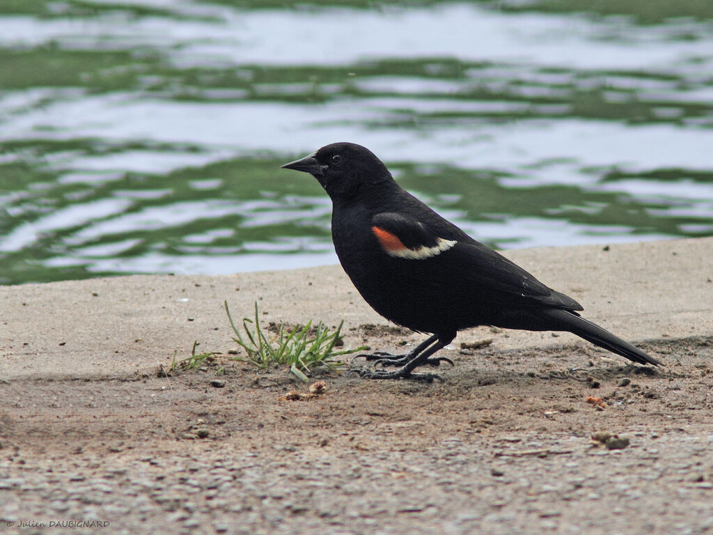 Red-winged Blackbird male, identification