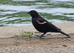 Red-winged Blackbird