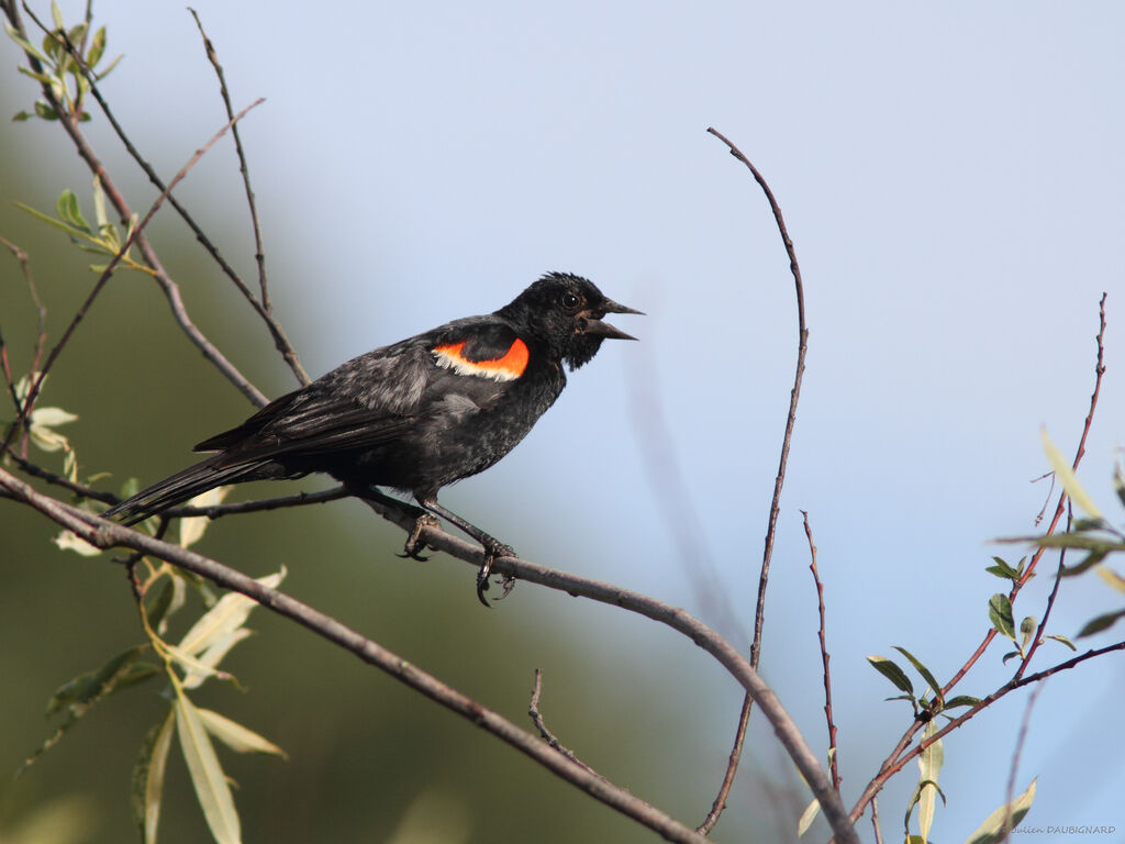 Red-winged Blackbird male, identification