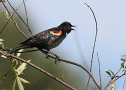 Red-winged Blackbird