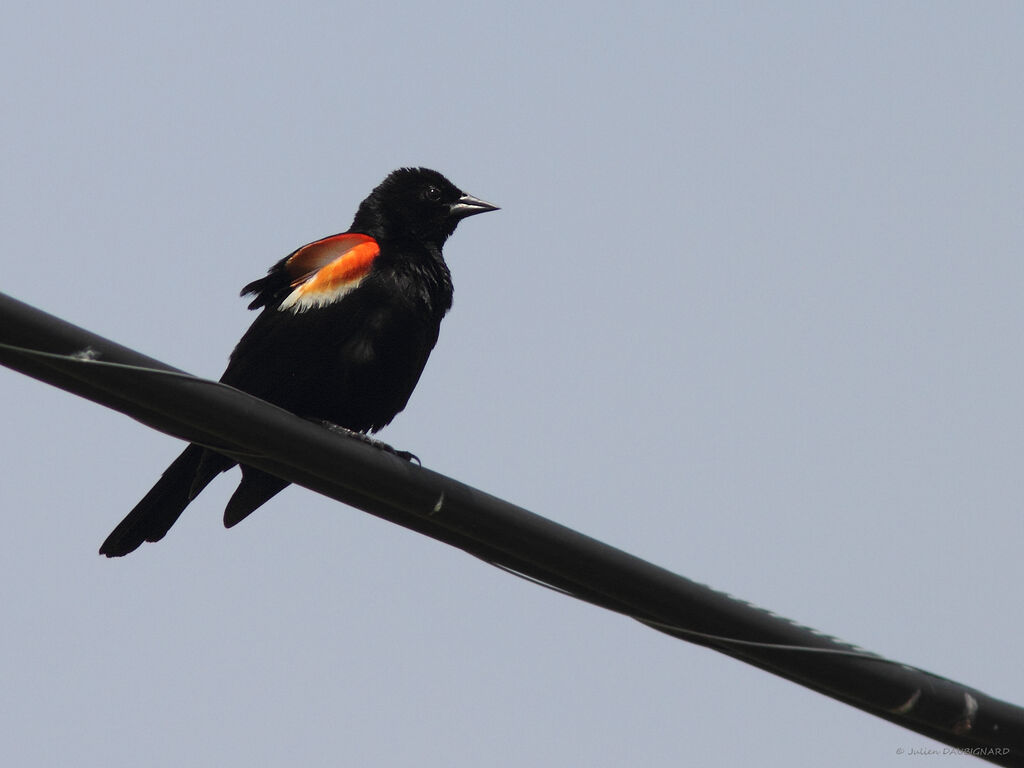 Red-winged Blackbird male, identification