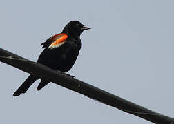 Red-winged Blackbird