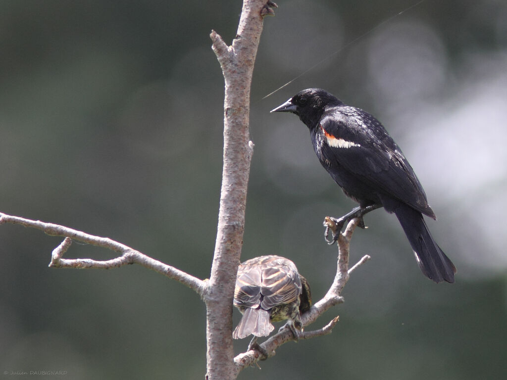 Red-winged Blackbird male, identification