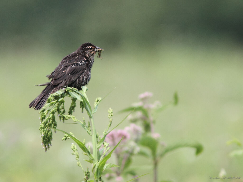 Red-winged Blackbird female, identification