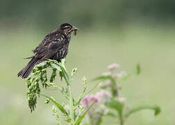 Red-winged Blackbird