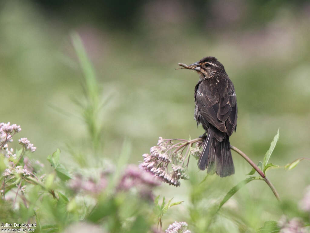 Red-winged Blackbird female adult, habitat, feeding habits, Reproduction-nesting