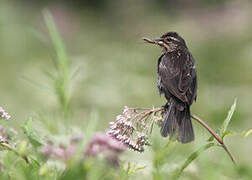 Red-winged Blackbird