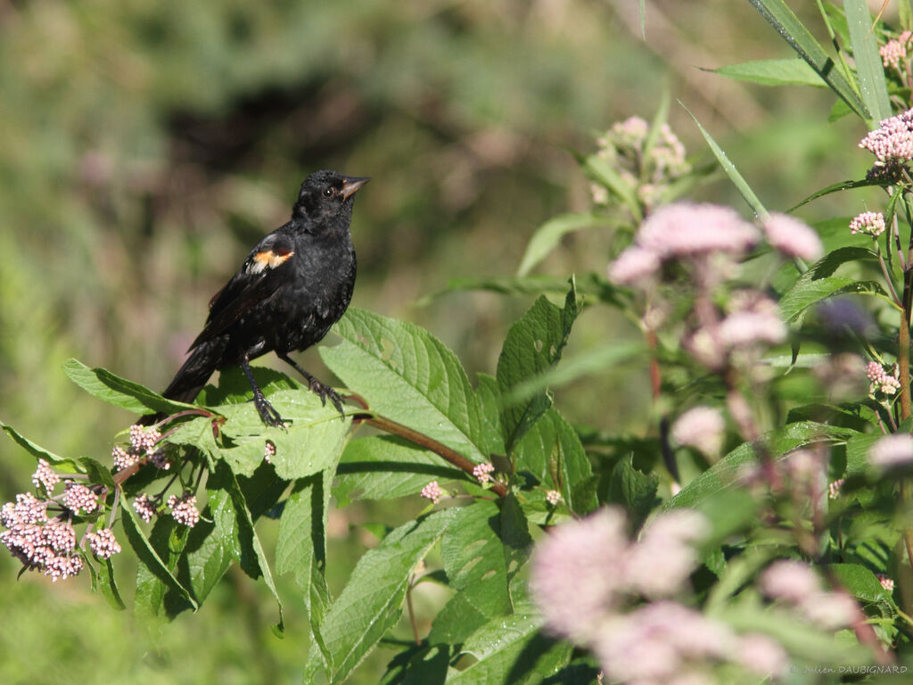 Red-winged Blackbird male, identification