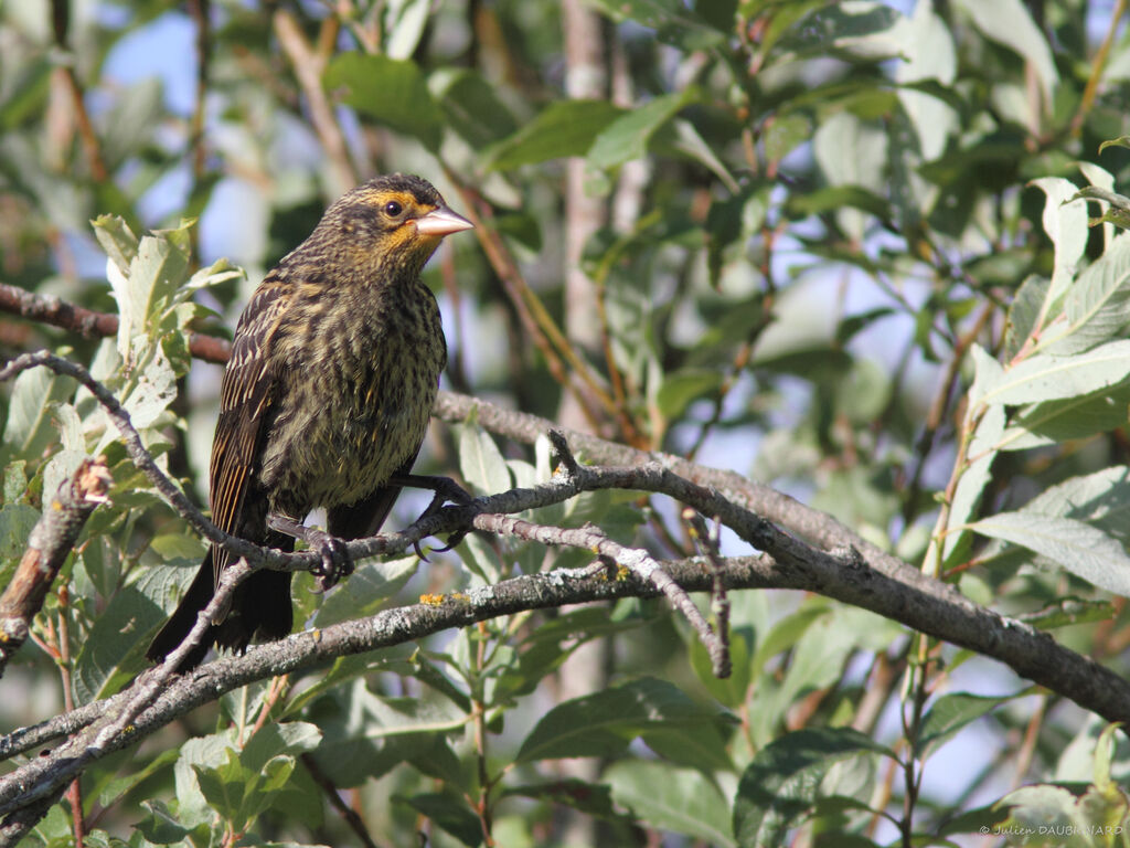 Red-winged Blackbird female, identification